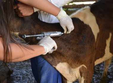 Primeira etapa de campanha contra febre aftosa na Bahia termina nesta terça-feira