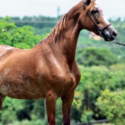 Clone de égua ainda em gestação é vendido por R$ 478 mil